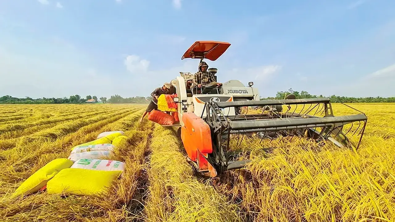 تحديات مزدوجة تهدد استقرار قطاع الأرز وتثير مخاوف المنتجين في الأسواق العالمية